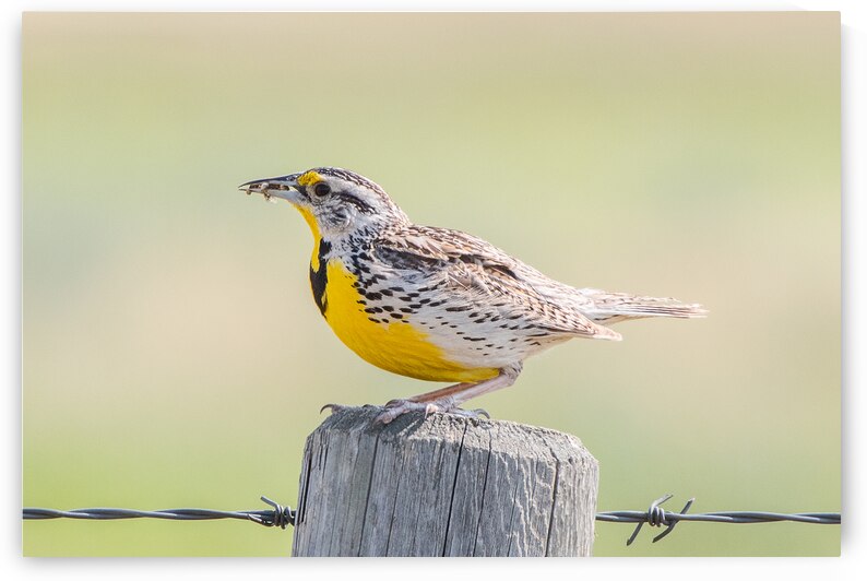 Western Meadowlark 0432 by Bryan Bosley