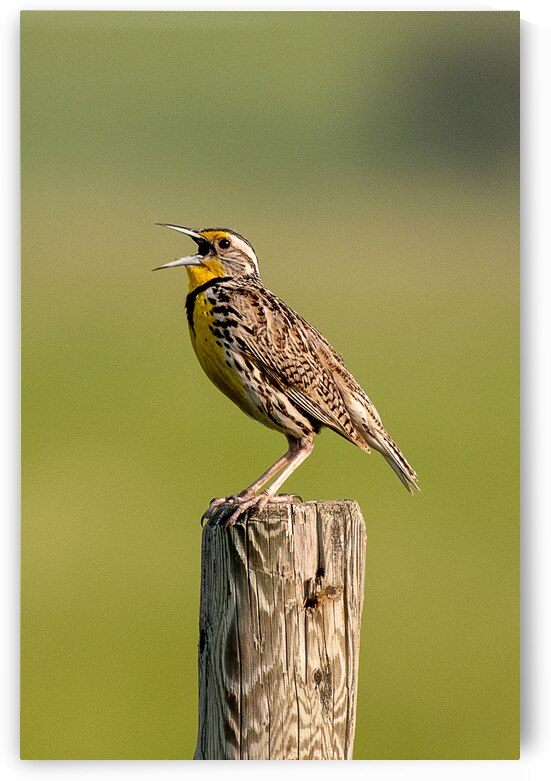 Western Meadowlark 9602 by Bryan Bosley