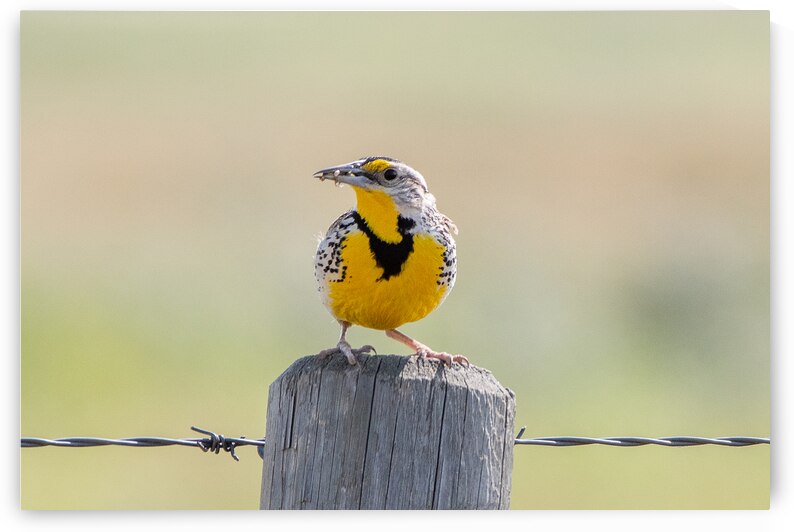Western Meadowlark 0421 by Bryan Bosley