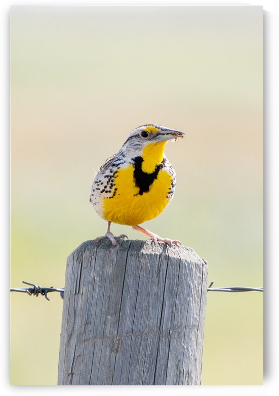 Western Meadowlark 0428 by Bryan Bosley