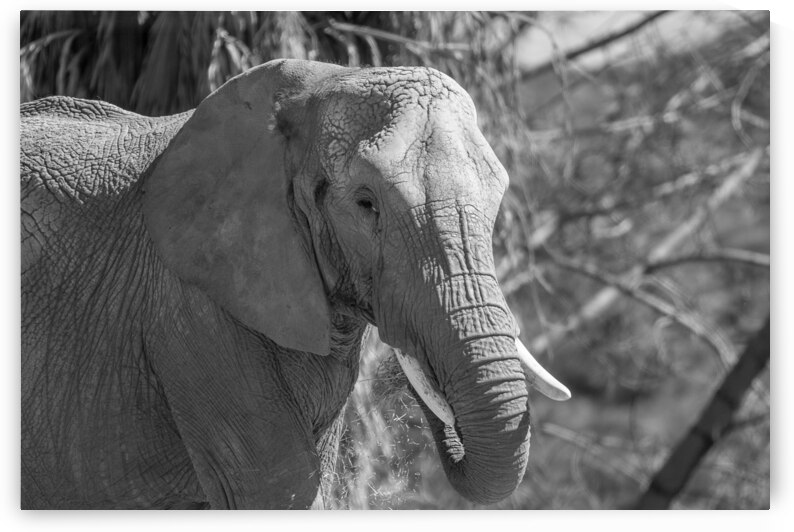 Elephant BW 7937 by Bryan Bosley