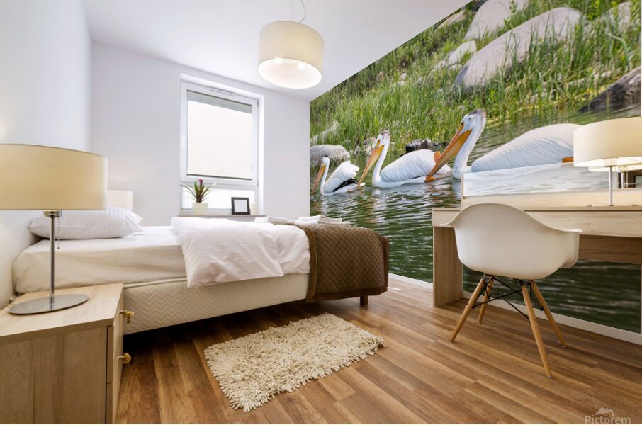 Pelicans 9847 Mural print