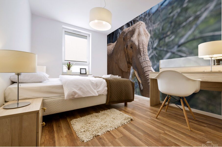 Elephant 7937 Mural print