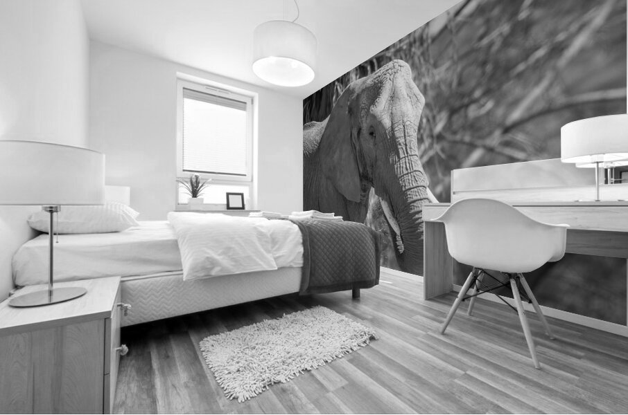 Elephant BW 7937 Mural print