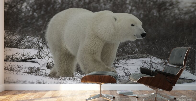 Polar Bear Wall Murals