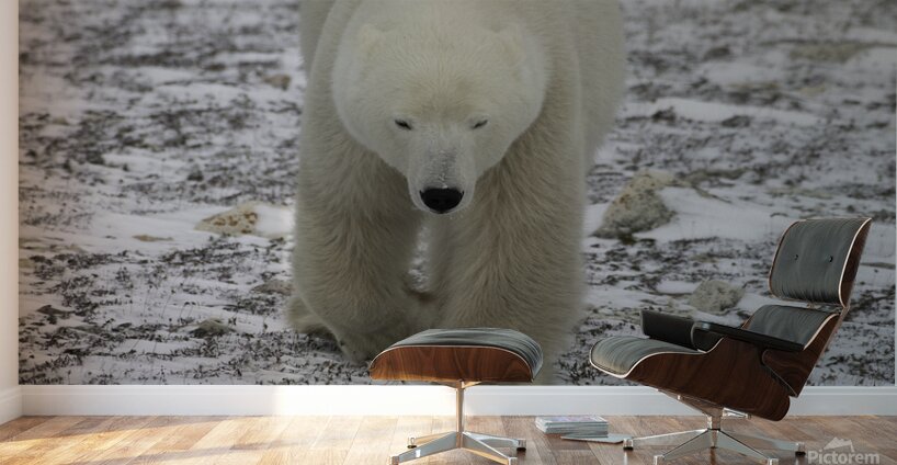 Polar Bear 4578 Wall Murals