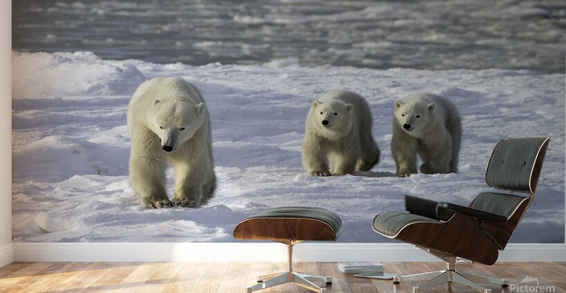 Polar Bear Mother and Cubs Wall Murals