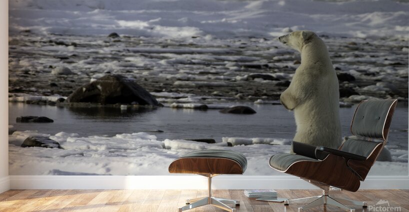 Polar Bear Mother Standing Wall Murals