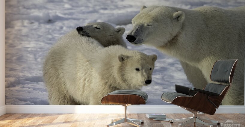 Polar Bear Mother and Cubs Wall Murals