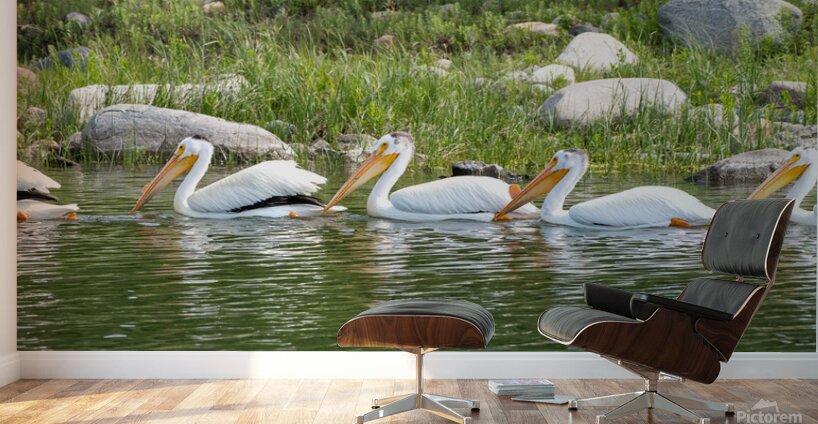 Pelicans 9847 Wall Murals