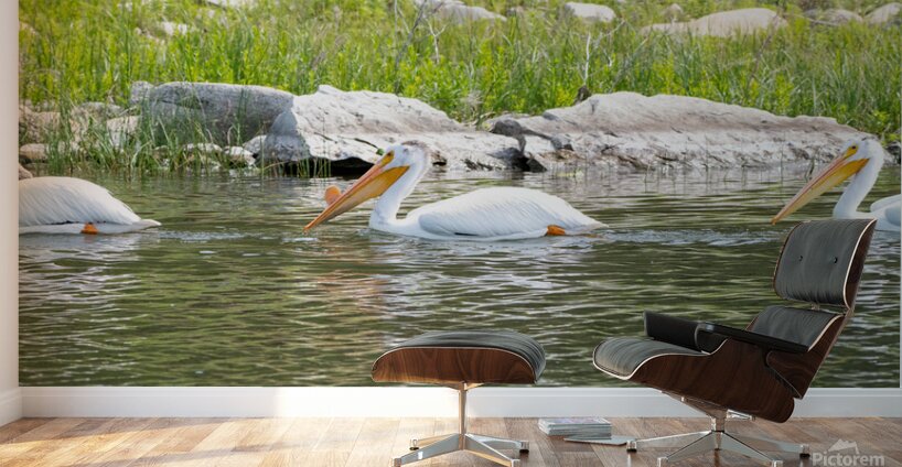 Pelicans 9842 Wall Murals