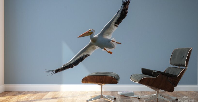 Pelicans 0651 Wall Murals