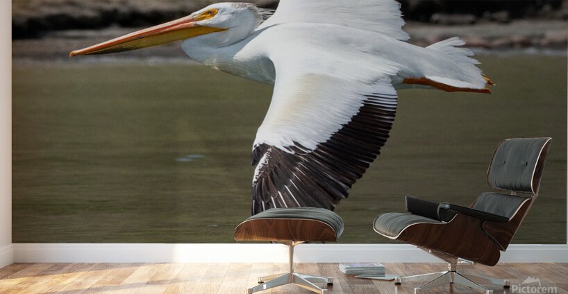 Pelicans 9976 Wall Murals