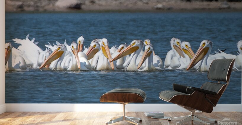 Pelicans 0150 Wall Murals