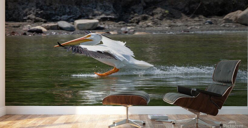 Pelicans 9989 Wall Murals