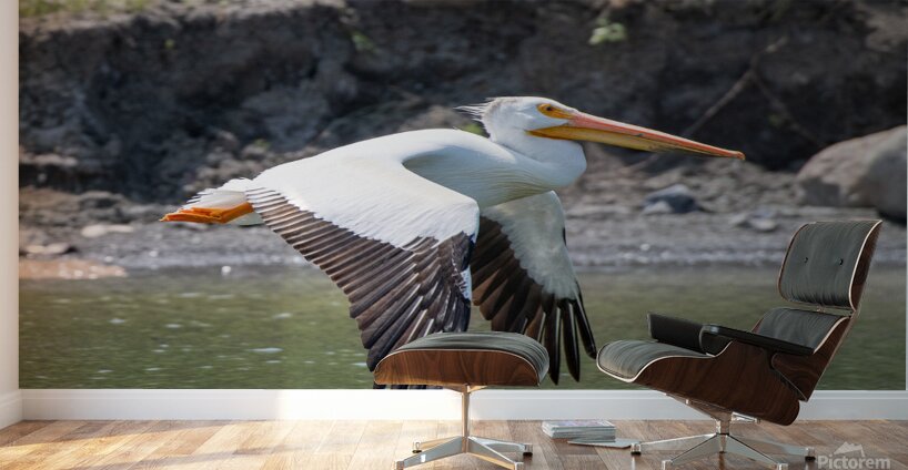 Pelicans 0008 Wall Murals