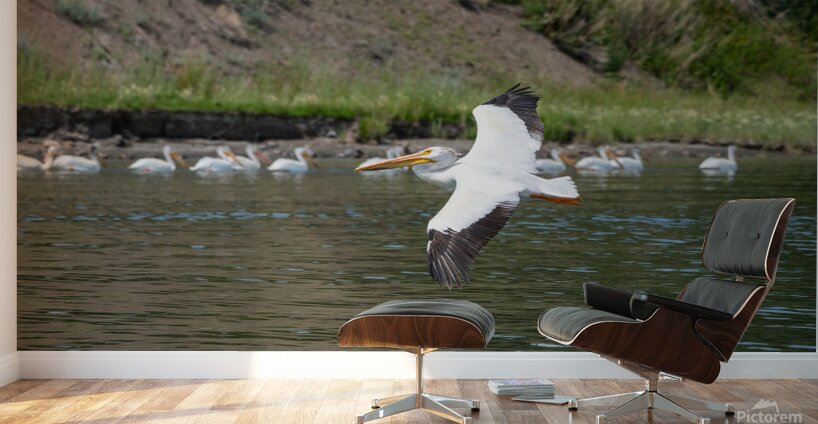 Pelicans 9972 Wall Murals