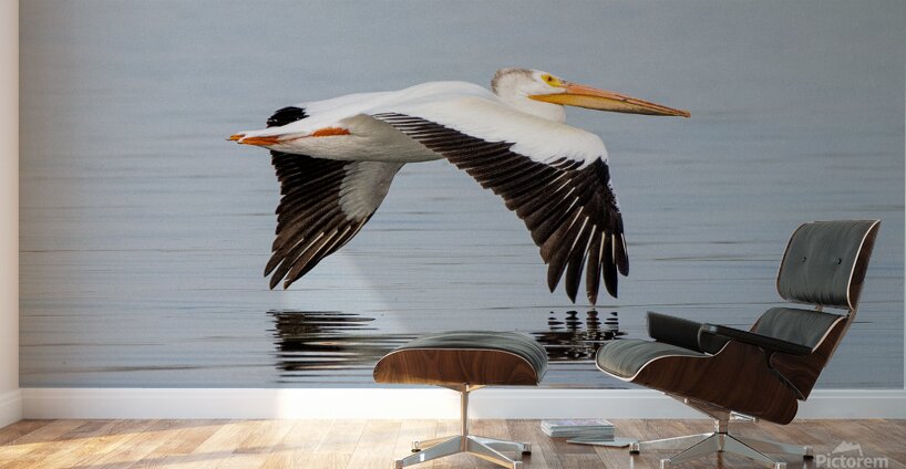 Pelicans 0253 Wall Murals