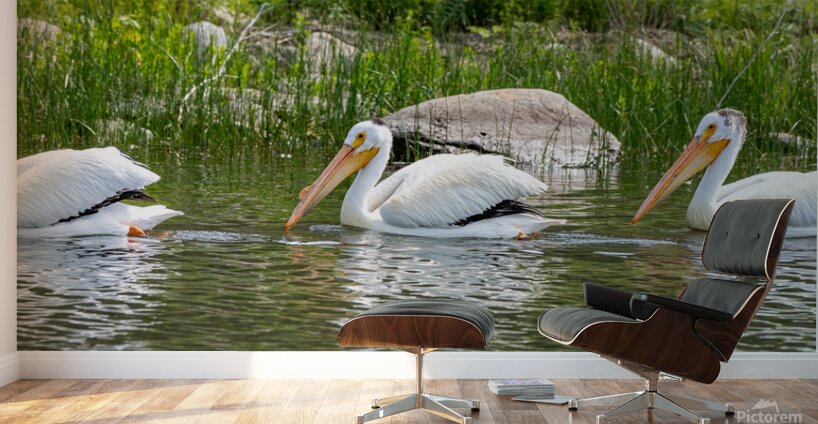 Pelicans 9837 Wall Murals