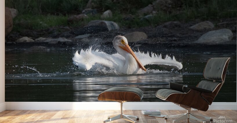 Pelicans 0292 Wall Murals