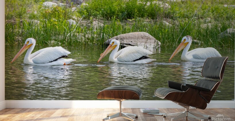 Pelicans 9836 Wall Murals