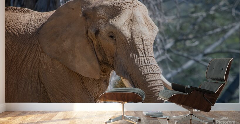 Elephant 7937 Wall Murals