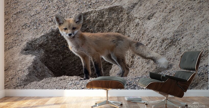 Red Fox 9081 Wall Murals