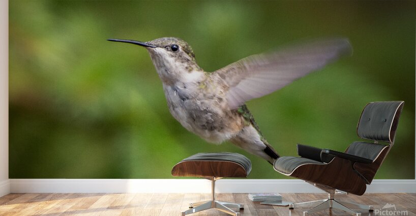 Female Ruby throated Hummingbird 1425 Wall Murals