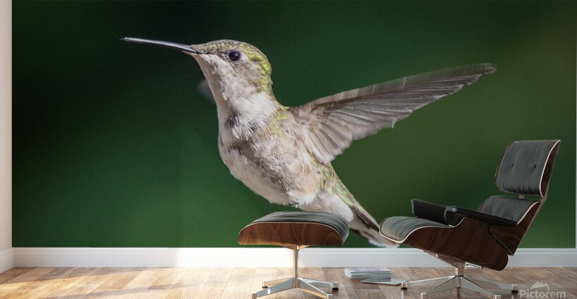 Female Ruby throated Hummingbird 0974 Wall Murals