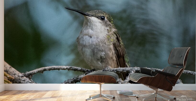 Female Ruby throated Hummingbird 1389 Wall Murals