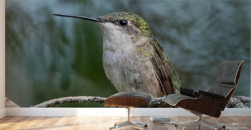 Female Ruby throated Hummingbird 1411 Wall Murals