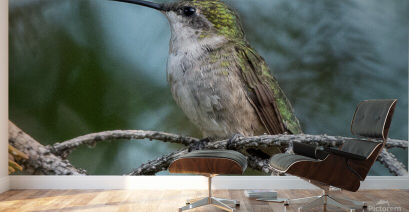 Female Ruby throated Hummingbird 1409 Wall Murals