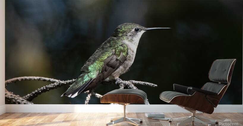 Female Ruby throated Hummingbird 1384 Wall Murals
