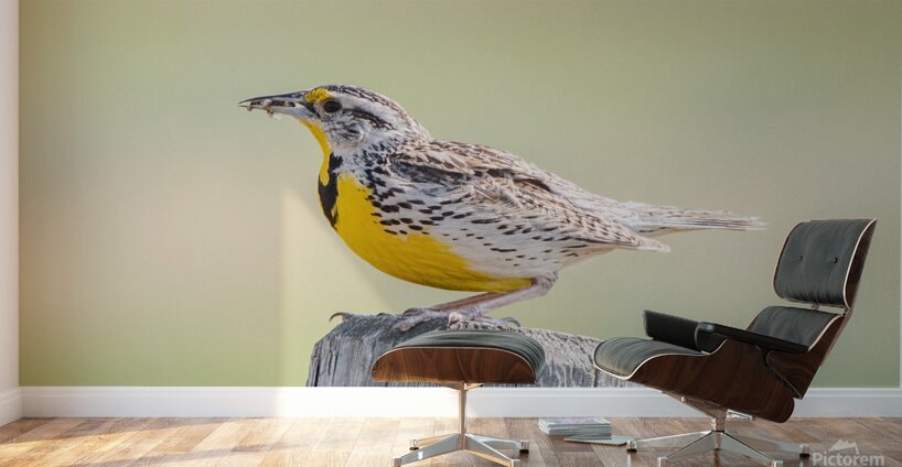 Western Meadowlark 0432 Wall Murals