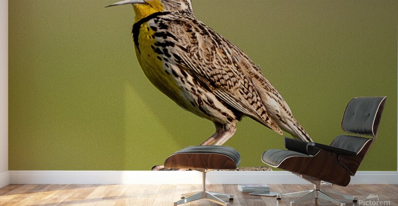Western Meadowlark 9602 Wall Murals