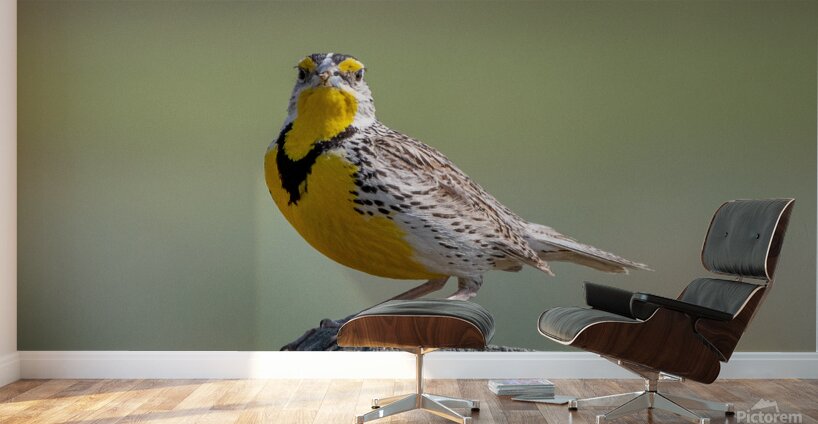 Western Meadowlark 0452 Wall Murals