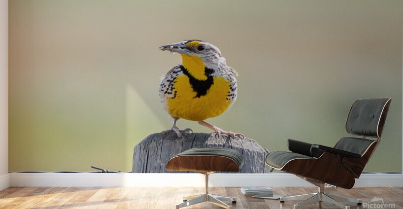 Western Meadowlark 0421 Wall Murals