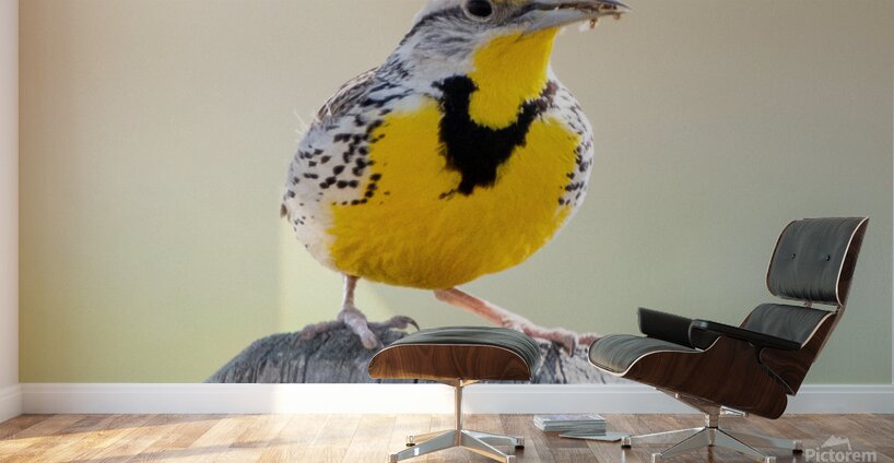 Western Meadowlark 0428 Wall Murals