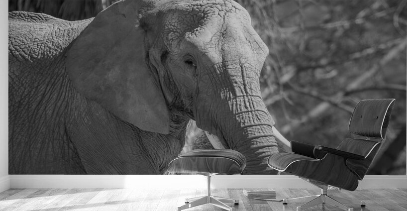 Elephant BW 7937 Wall Murals