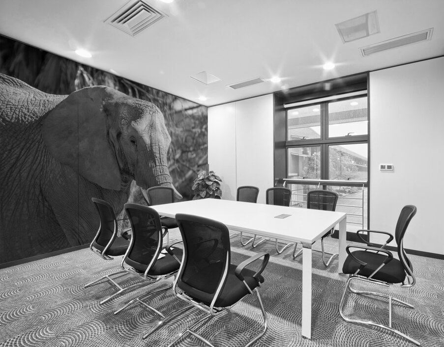 Elephant BW 7937 Wall Printing