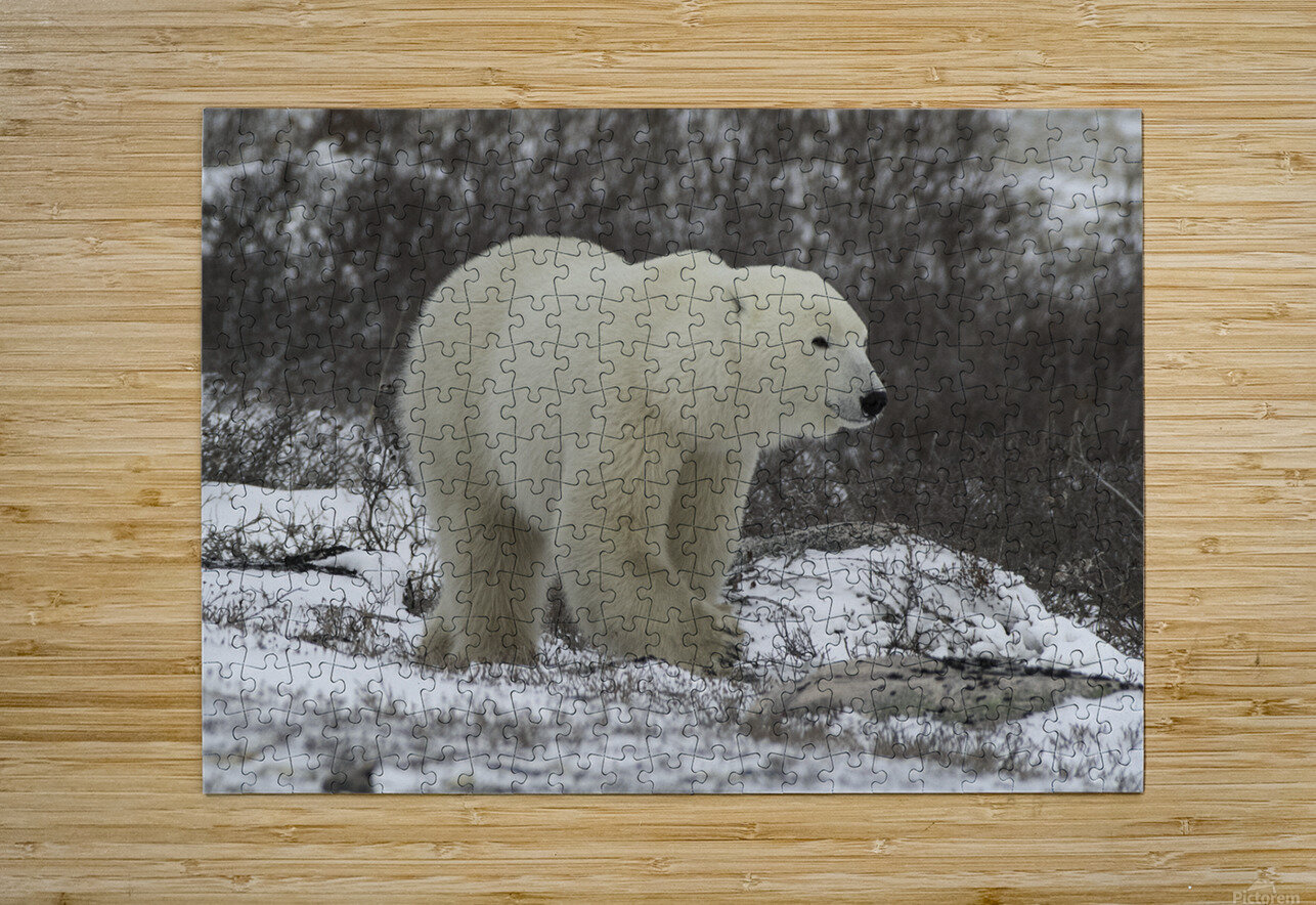 Polar Bear Bryan Bosley Puzzle printing