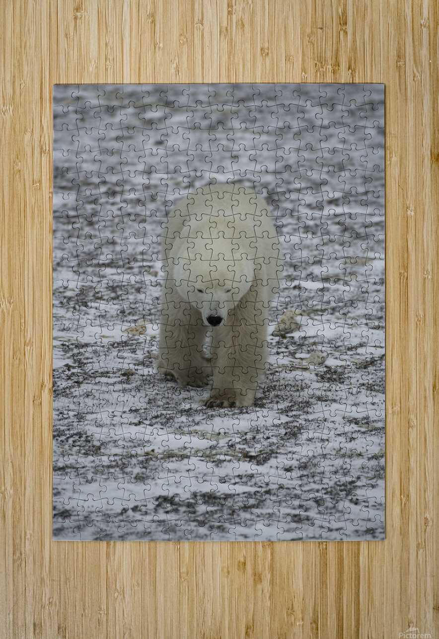 Polar Bear 4578 Bryan Bosley Puzzle printing