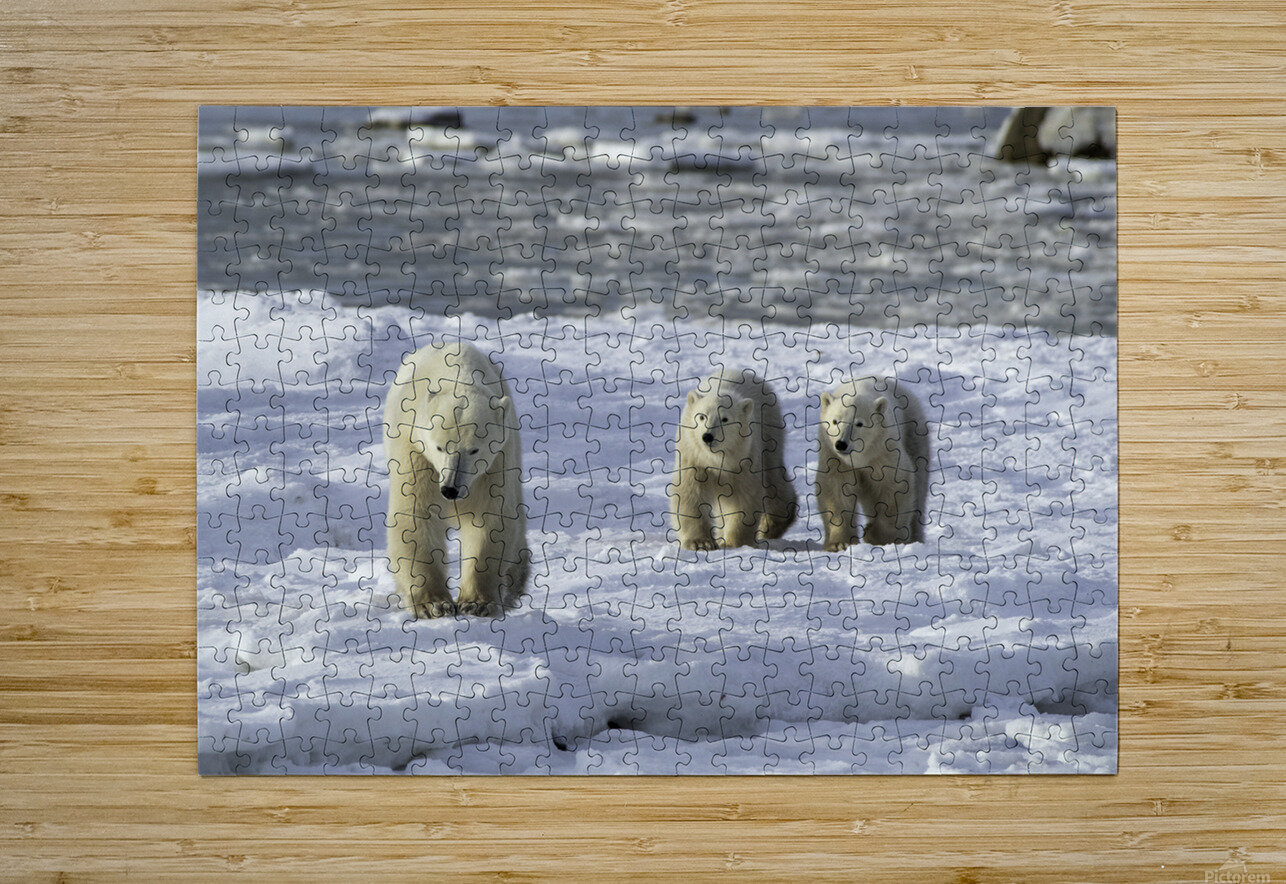 Polar Bear Mother and Cubs Bryan Bosley Puzzle printing