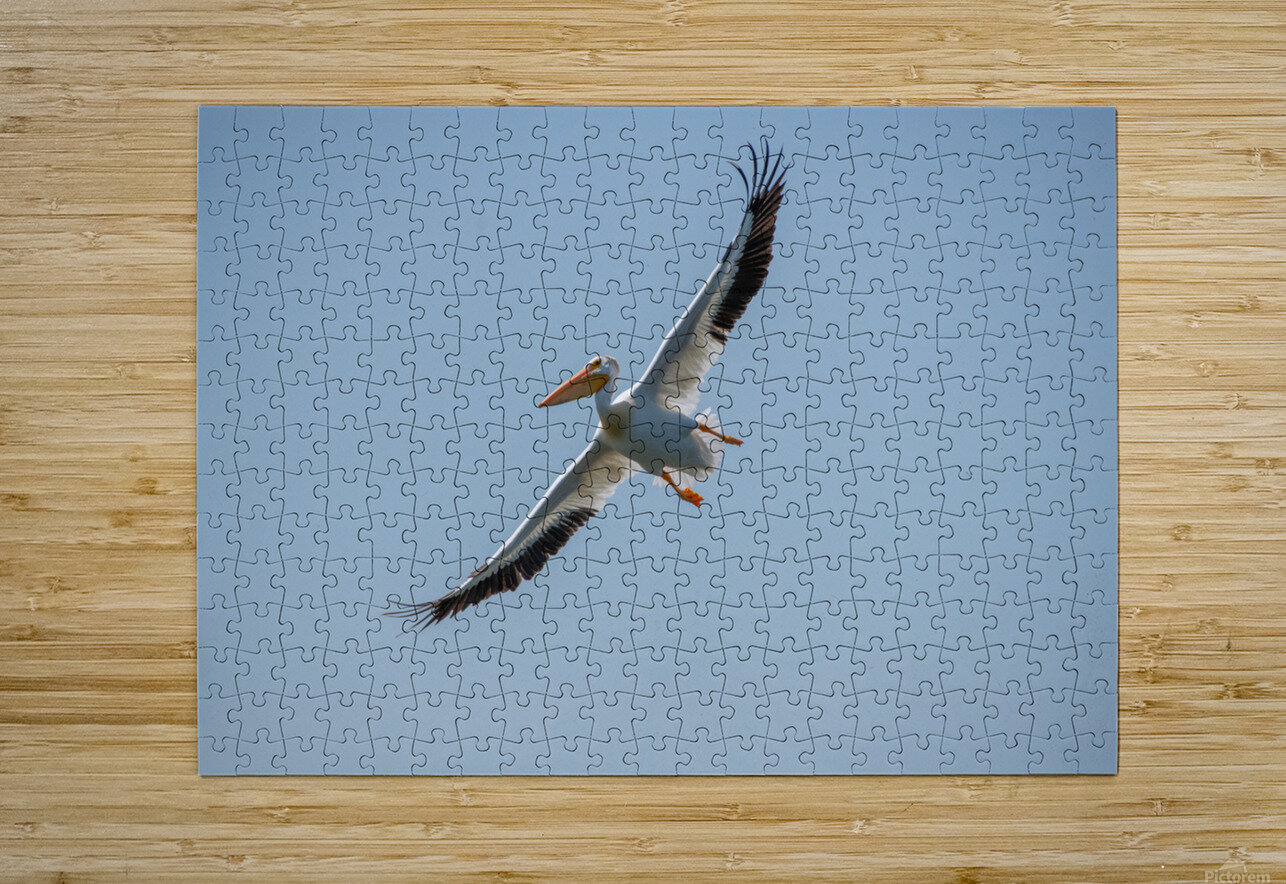 Pelicans 0651 Bryan Bosley Puzzle printing