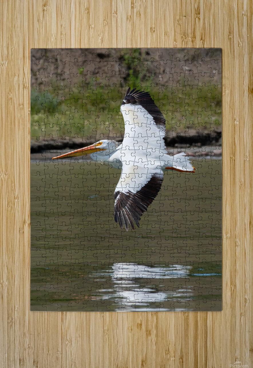 Pelicans 9976 Bryan Bosley Puzzle printing