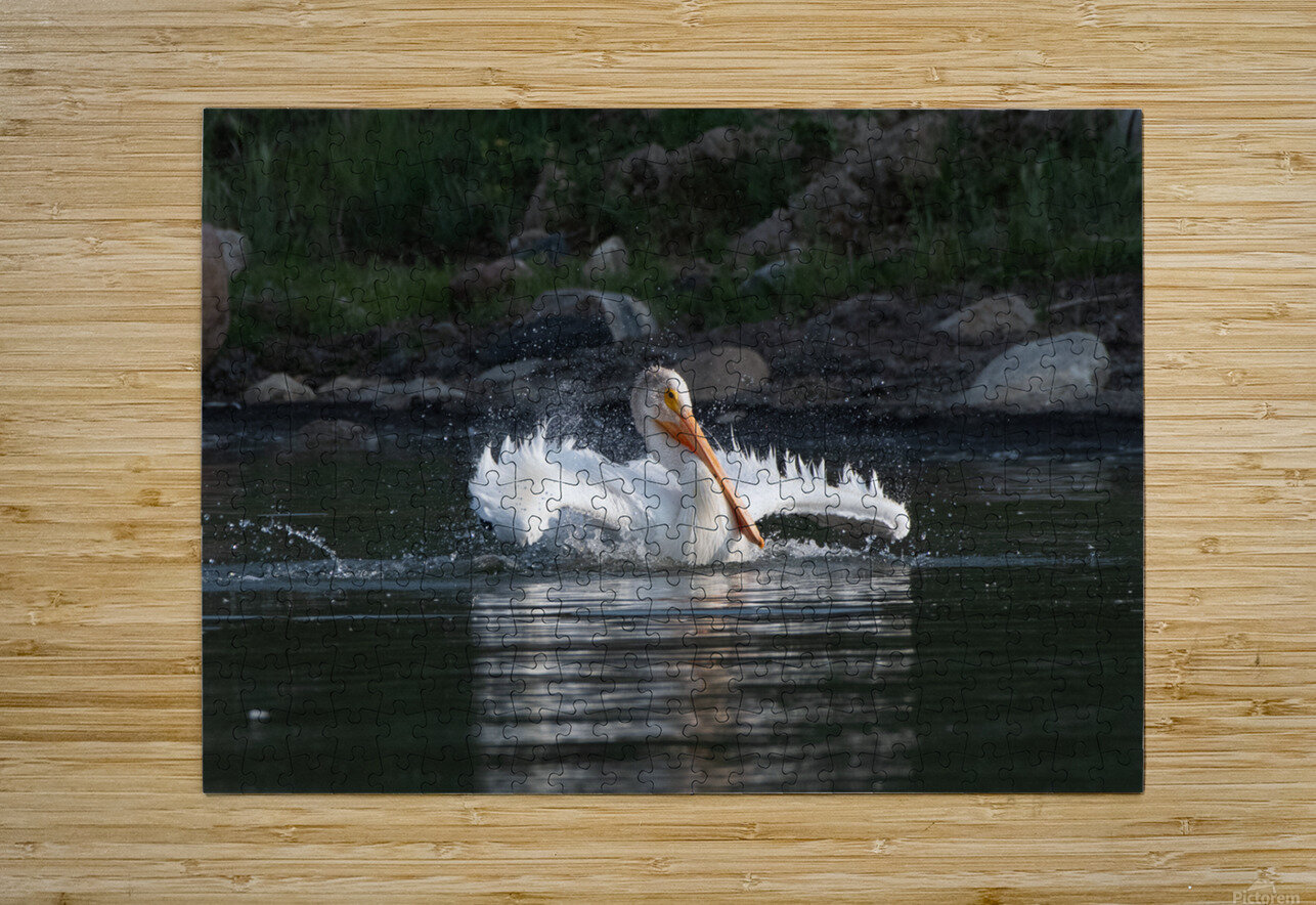 Pelicans 0292 Bryan Bosley Puzzle printing
