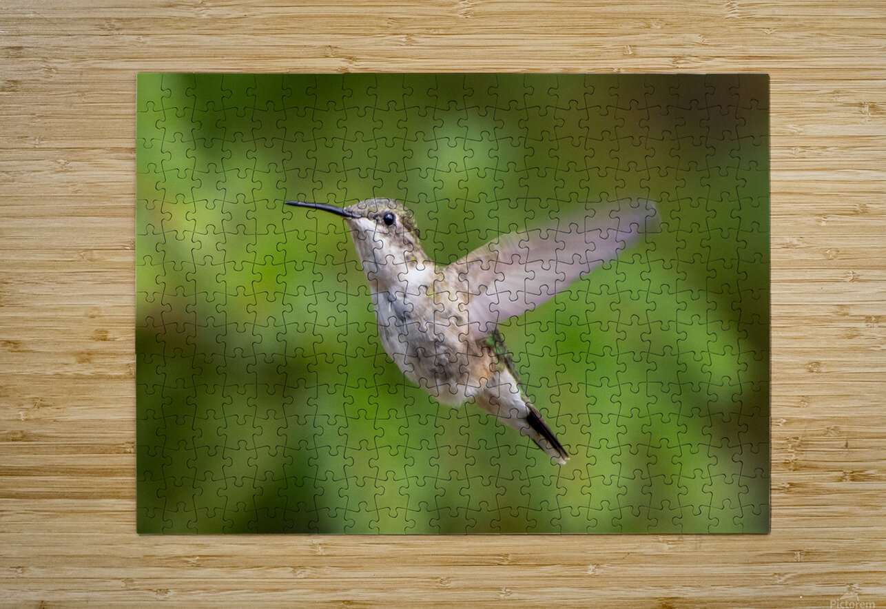 Female Ruby throated Hummingbird 1425 Bryan Bosley Puzzle printing