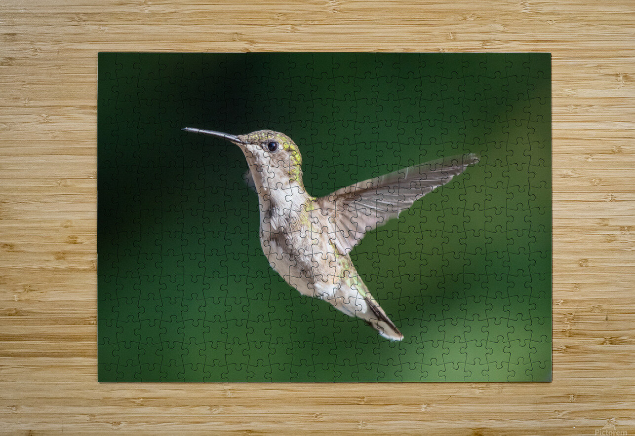 Female Ruby throated Hummingbird 0974 Bryan Bosley Puzzle printing