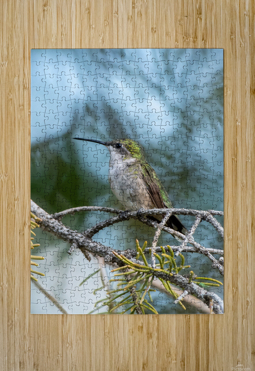 Female Ruby throated Hummingbird 1409 Bryan Bosley Puzzle printing