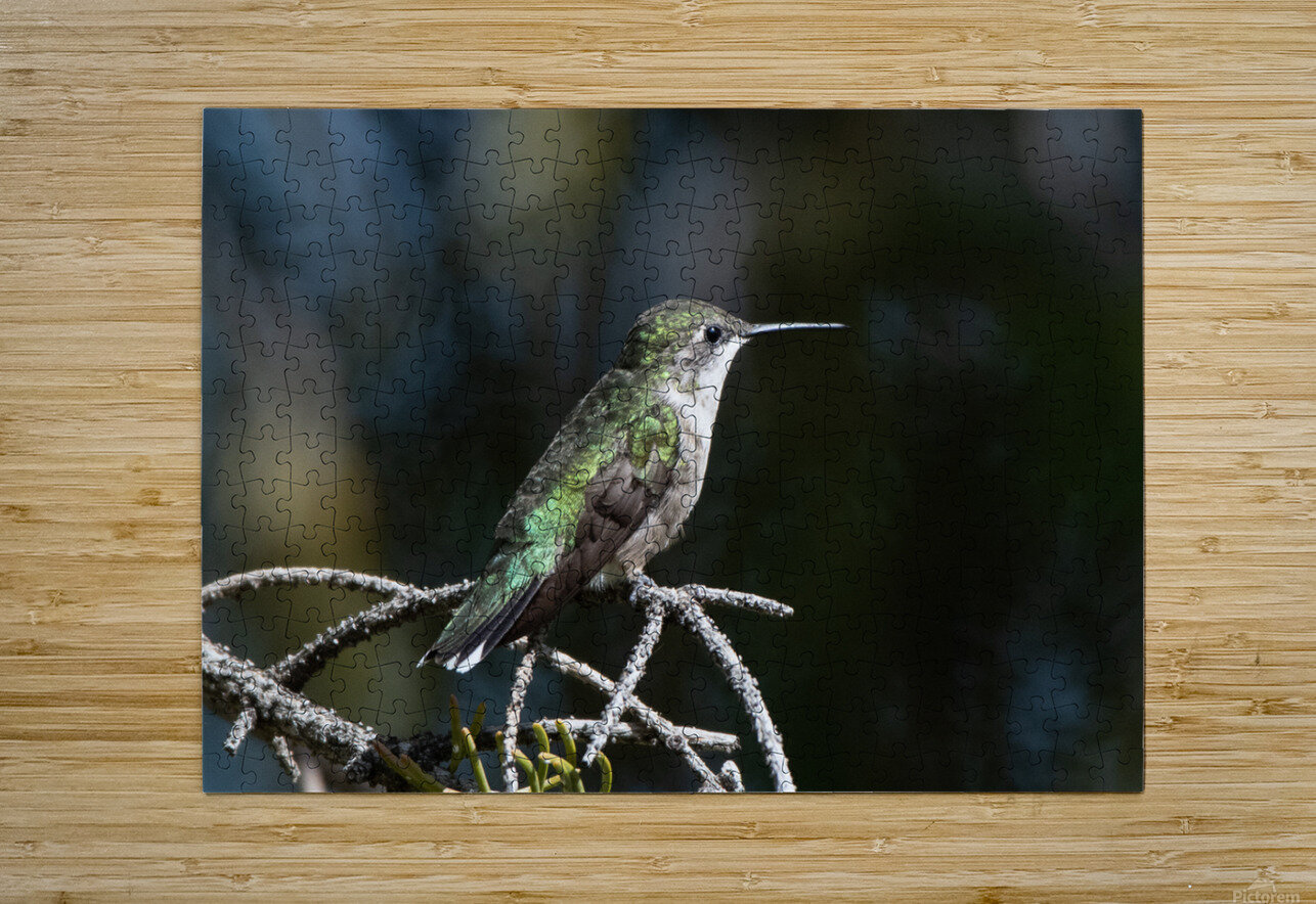 Female Ruby throated Hummingbird 1384 Bryan Bosley Puzzle printing